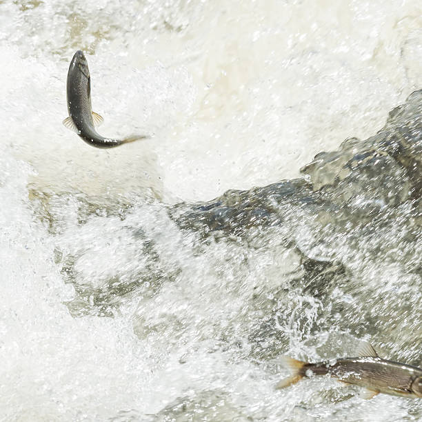 istock Unique Fish: Pearl Mullet of the lake Van 476602946