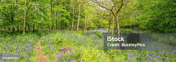 Bluebells In Woodland Opening Stock Photo - Download Image Now - Woodland, National Trust, Northern Ireland