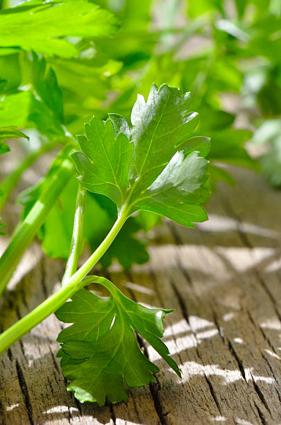 istock green, organic parsley on wooden table 476603586