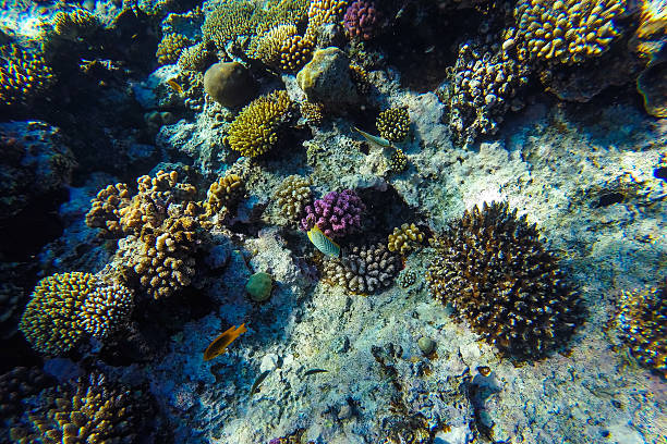 istock red sea underwater coral reef 476605094
