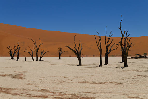 dead vlei - landscape panoramic kalahari desert namibia imagens e fotografias de stock