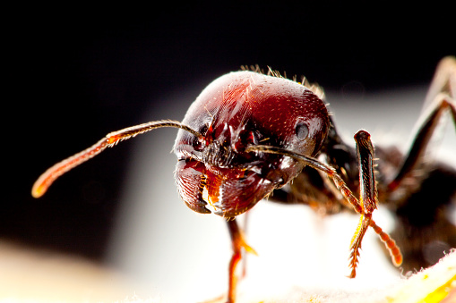 Ant portrait, soldier ant with magnificent \