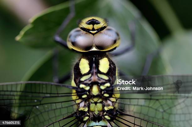 Foto de Dragonfly Retrato e mais fotos de stock de Acima - Acima, Aeshna cyanea, Animais caçando