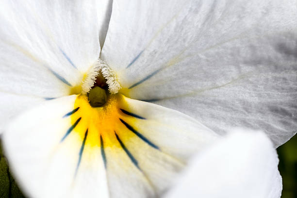 pansy, purple flower in garden