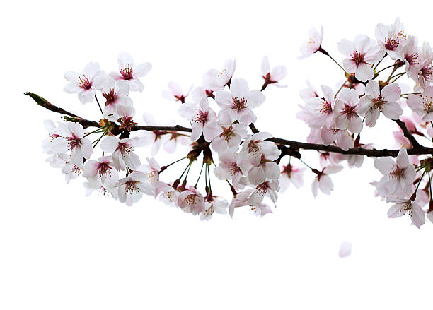 istock Cherry blossom petal falling from branch 476608114