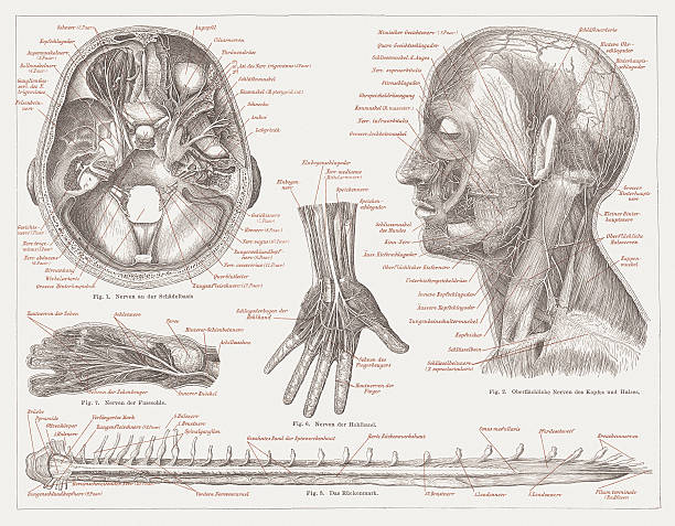 nervový systém lidí, litografie, publikováno v roce 1877 - ganglion stock ilustrace