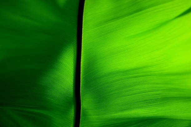 feto de folha - fern bracken growth leaf imagens e fotografias de stock
