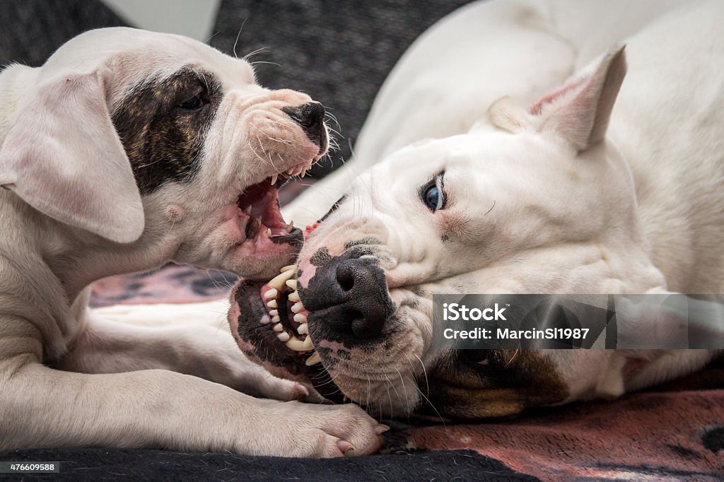 Big vs small dog Fighting dogs. Dogs barking at each other, showing fangs. 2015 Stock Photo