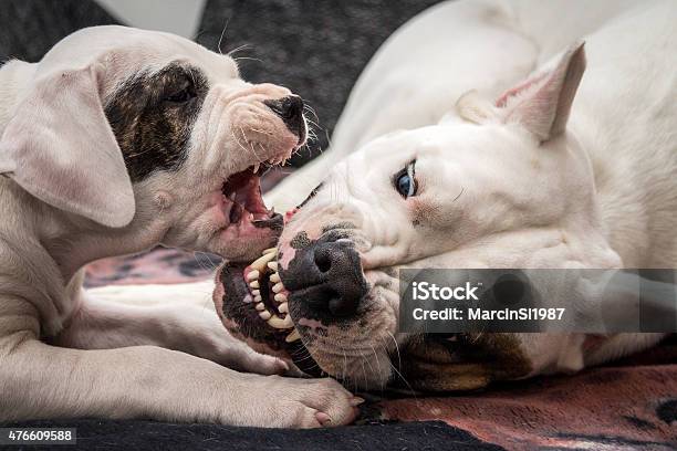 Big Vs Small Dog Stock Photo - Download Image Now - 2015, Activity, Aggression