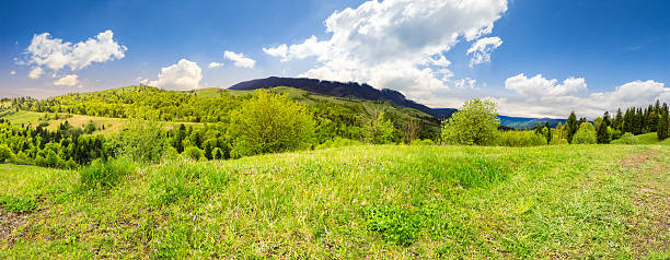 istock meadow near forest in mountains 476609612