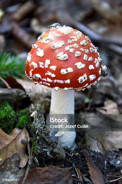 Macro Fotografia De Cogumelo Na Floresta De Mosca - Fotografias de stock e mais imagens de Amanita parcivolvata - Amanita parcivolvata, Ao Ar Livre, Beleza