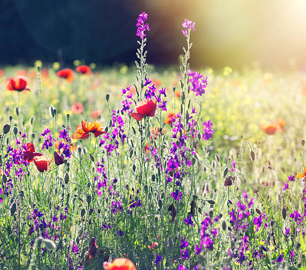 istock Poppy flowers in meadow 476610270
