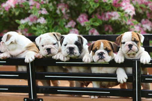 A litter of adorable English Bulldog puppies stand in a wagon, begging for attention.