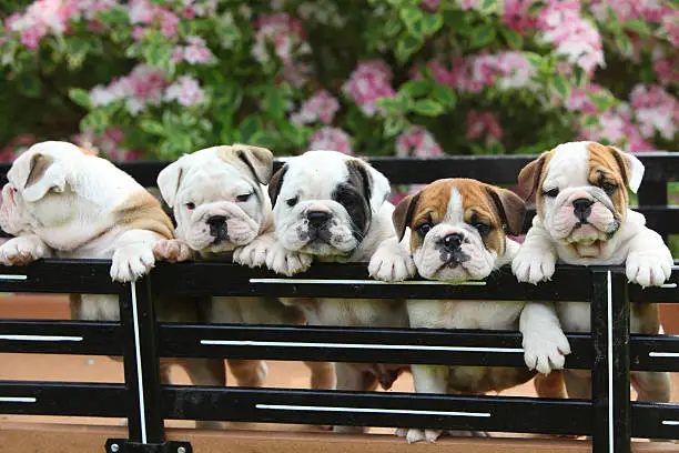Photo of English Bulldog Puppies Standing in Wagon