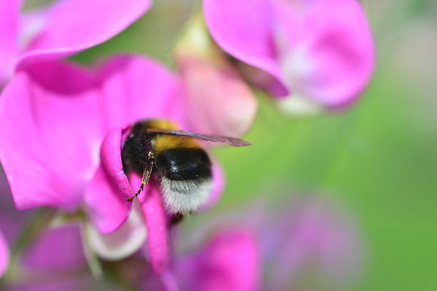 istock Mixed wild flowers from the land and meadows 476611314