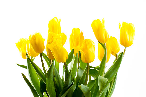 istock bouquet of tulips on a white background 476611464