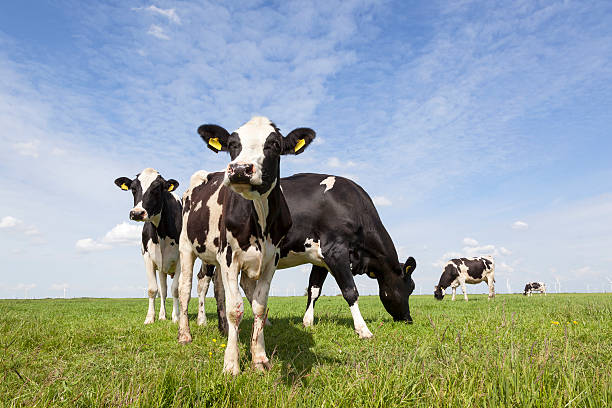 istock black and white cows in dutch meadow with blue sky 476611518