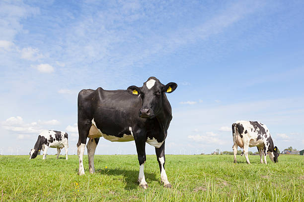 istock black and white cows in dutch meadow with blue sky 476611548