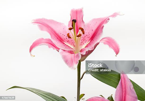 Lirio Casablanca Foto de stock y más banco de imágenes de Estambre - Estambre, Lilium casablanca, Lirio