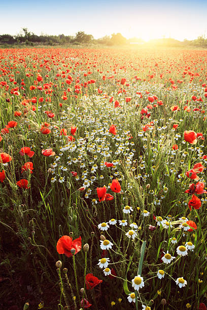 istock Summer poppy field 476611890