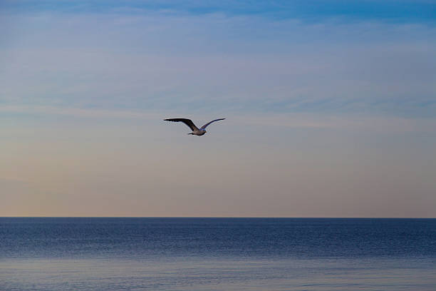 istock Seagull flying over sea at dawn in Trapani 476613806