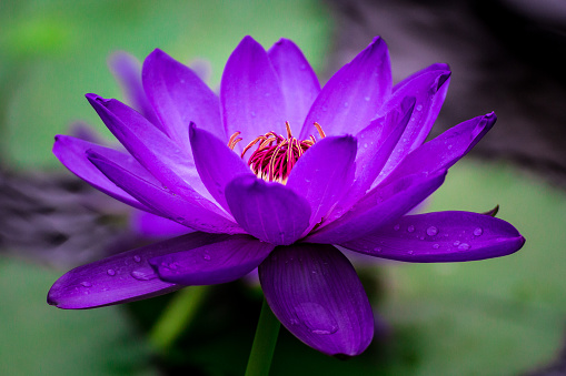 Beautiful macro close-up image of a vivid purple saturated water lily, lotus flower. Ideal for a background. Very shallow depth of field and soft focus on the stamens. Shot on Canon EOS with zoom lens.