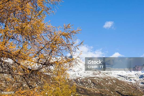 Photo libre de droit de Automne Dans Les Montagnes banque d'images et plus d'images libres de droit de Alpes européennes - Alpes européennes, Arbre, Arbre à feuilles persistantes