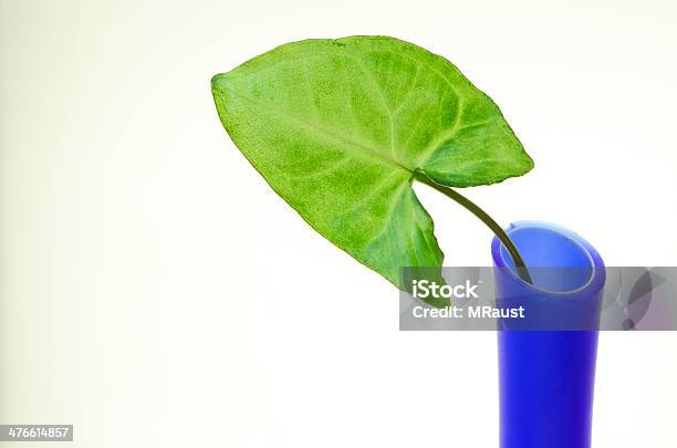 Blatt Und Blumenvase Stockfoto und mehr Bilder von Blau - Blau, Glas, Vase