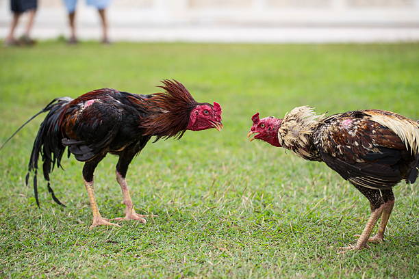 fighting cock fighting cock on green grass, animal fight in asia delaware chicken stock pictures, royalty-free photos & images