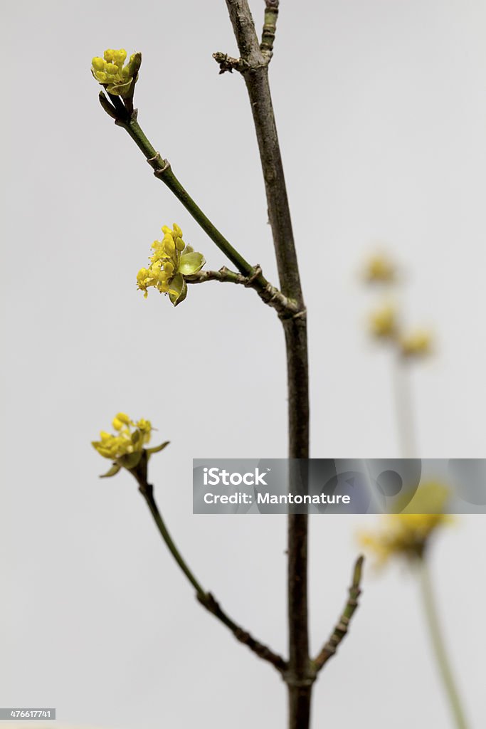Cornelian Kirsche (Koutoubia mas) - Lizenzfrei Ast - Pflanzenbestandteil Stock-Foto