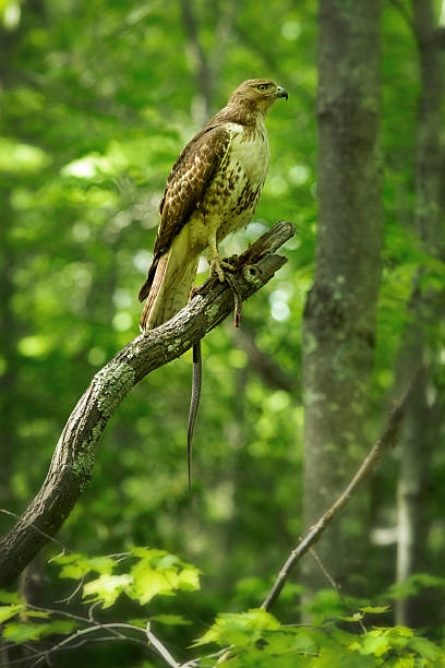 istock Red tail hawk with garter snake in a tree, Connecticut. 476618298