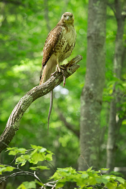 istock Red tail hawk with garter snake in a tree, Connecticut. 476618300