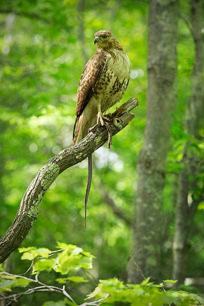 istock Red tail hawk with garter snake in a tree, Connecticut. 476618304
