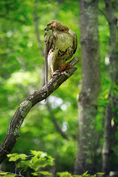 istock Red tail hawk with garter snake in a tree, Connecticut. 476618310
