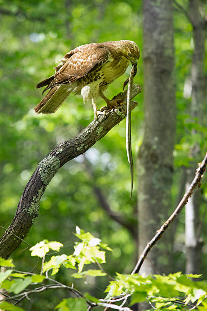 istock Red tail hawk with garter snake in a tree, Connecticut. 476618316