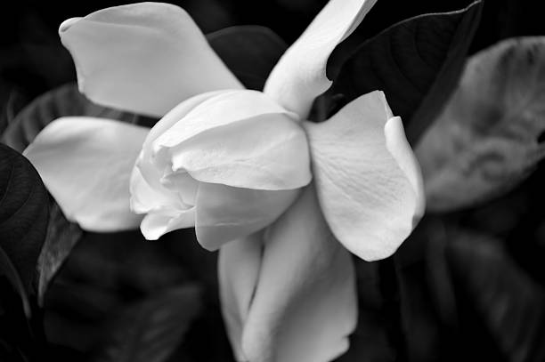 istock Black and white gardenia side view 476619402