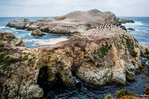 istock Birds sitting on rocks in Point Lobos State Nature Reserve 476619902