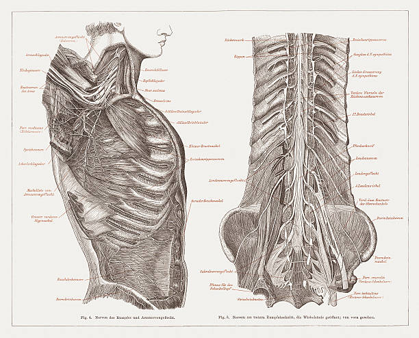 illustrazioni stock, clip art, cartoni animati e icone di tendenza di sistema nervoso di esseri umani, pubblicate nel 1877 - human muscle muscular build animal muscle anatomy