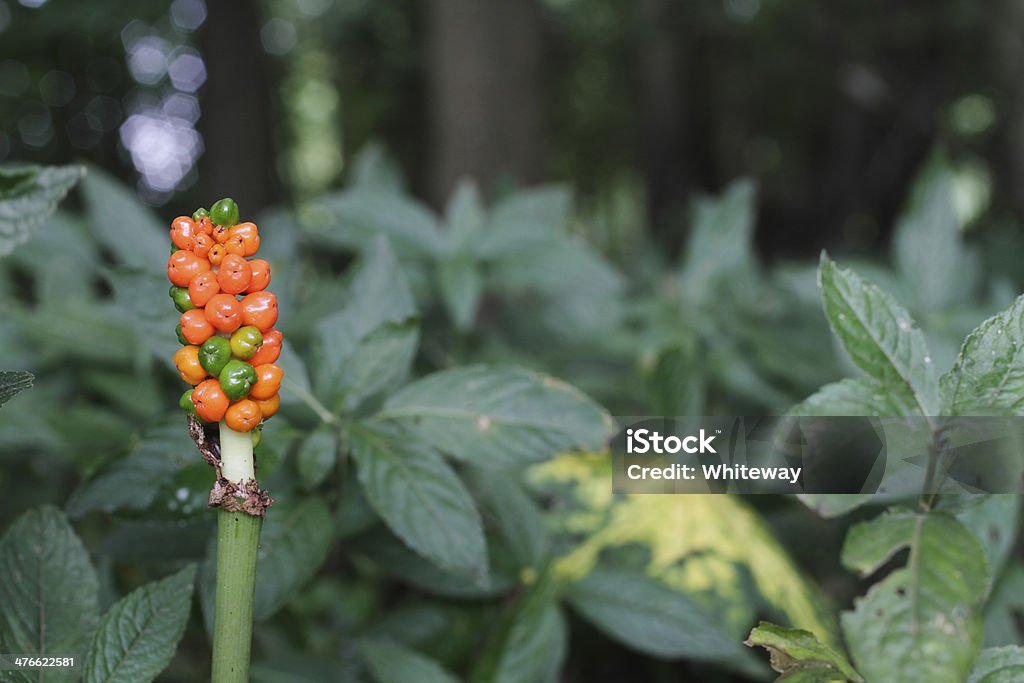 Orange i jagody z dzikich olbrzymie maculatum - Zbiór zdjęć royalty-free (Obrazki)