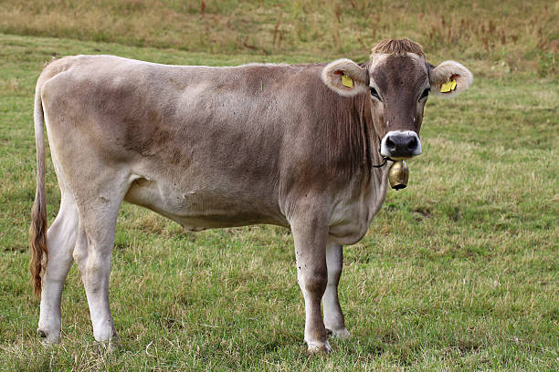 de vache - tierhaltung photos et images de collection
