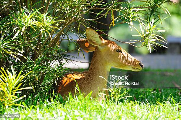 Fawn Stock Photo - Download Image Now - Animal, Animal Hair, Animal Nose