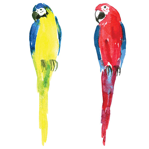 ilustrações, clipart, desenhos animados e ícones de dois vetor aquarela papagaios - vibrant color birds wild animals animals and pets