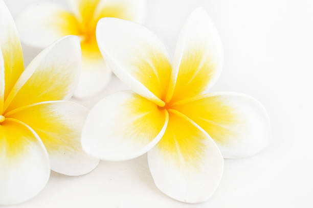 istock plumeria  tropical flower at white background 476626404
