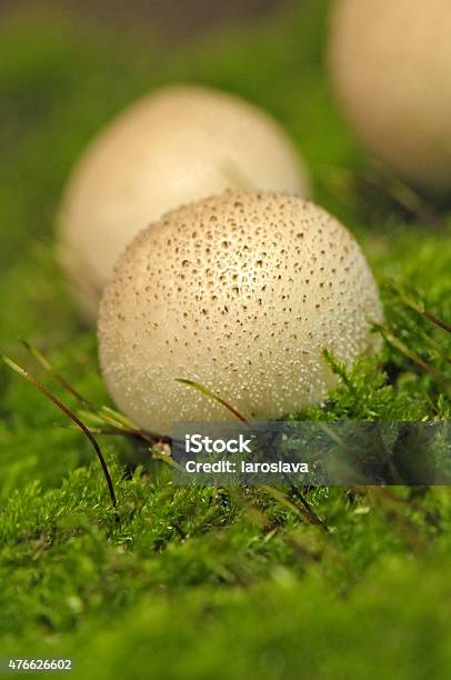 Mushroom Raincoat Stock Photo - Download Image Now - 2015, Autumn, Boletus