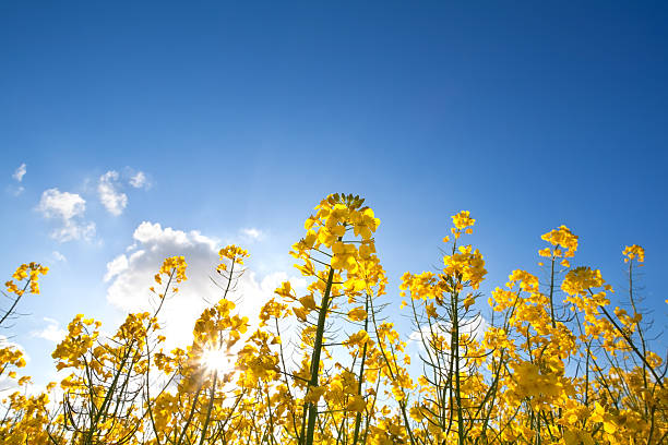 istock rapeseed oil flowers over blue sky 476626766