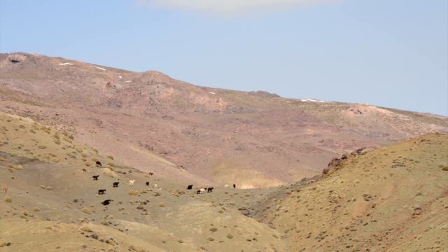 Dozens of lambs in the Atlas Mountains