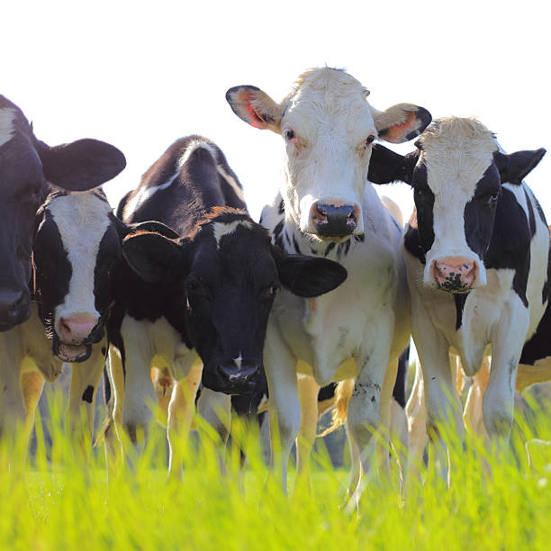 istock Holstein dairy cows in a pasture 476627648