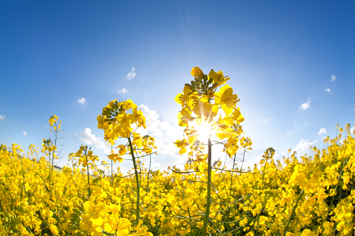 Spring rural landscape with green and yellow fields and blue sky with white clouds, aerial view.