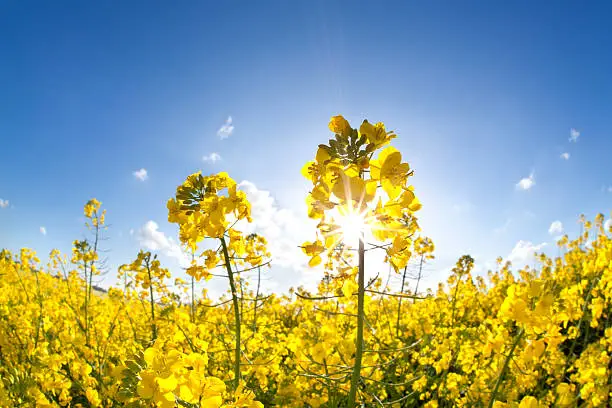 sunshine on yellow rapeseed oil flower field over blue sky
