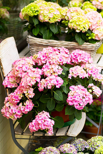 istock Pink hydrangea flower on wooden chair 476629486